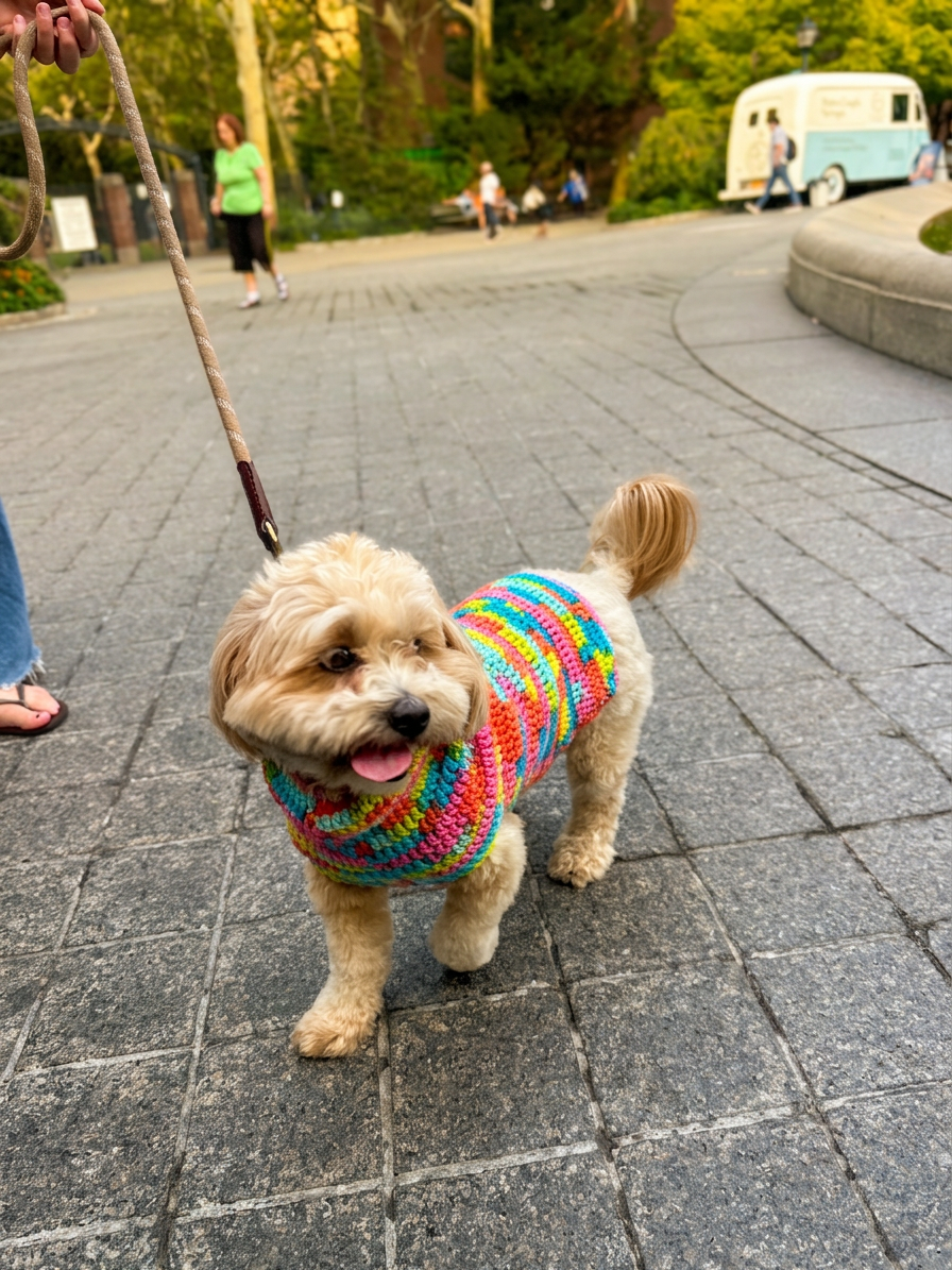 Small cream dog wearing the Rainbow Rover crochet sweater
